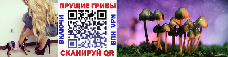 Купить  Зима  Псилоцибиновые грибы Cubensis 